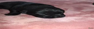 Labrador Retriever 6