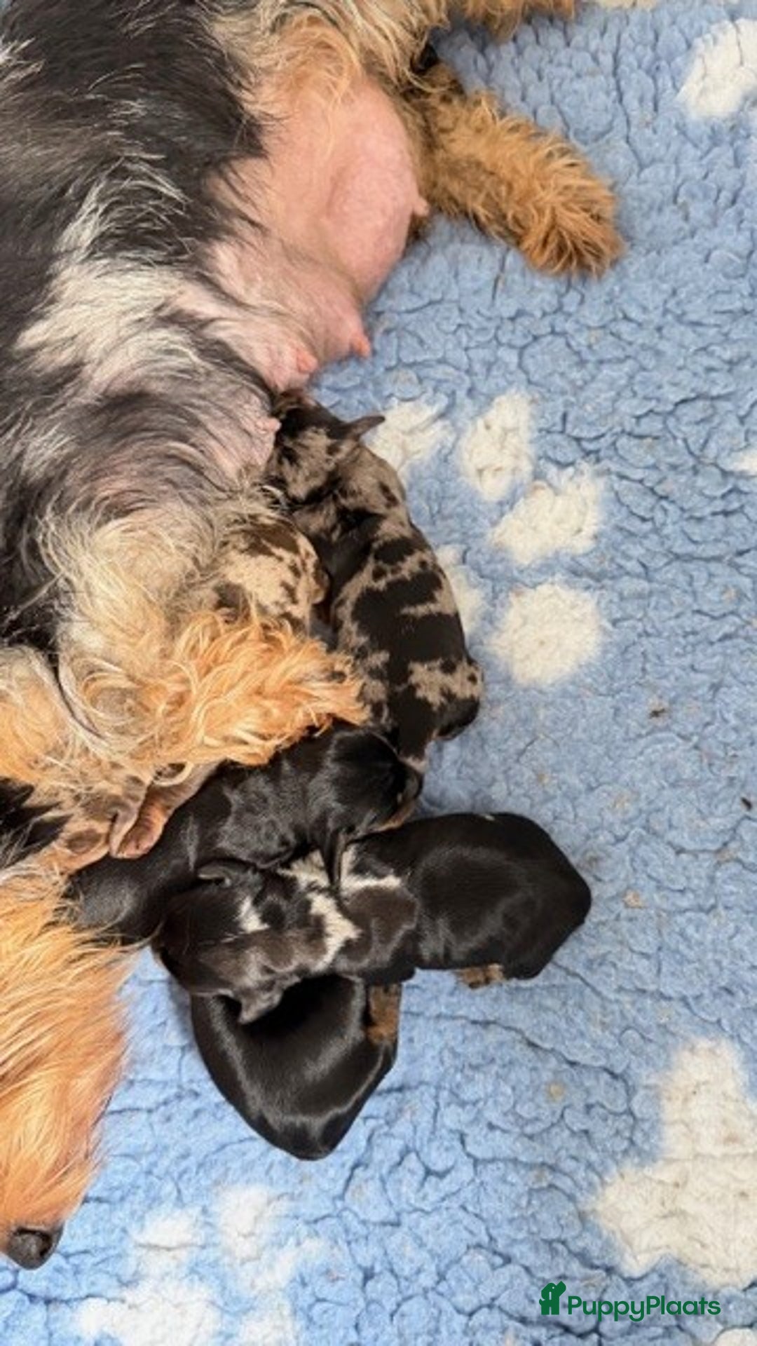 Ruwhaar Teckel honden te koop: Ruwharige dwerg teckel pups met FCI stamboom - Advertentie 4