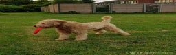 Labradoodle honden ter dekking: Echte Australian Labradoodle dekreu. in Duiven - Advertentie 7