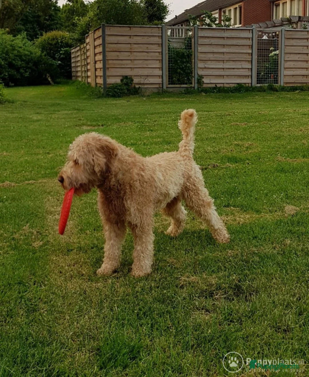 Labradoodle honden ter dekking: Echte Australian Labradoodle dekreu. in Duiven - Advertentie 7