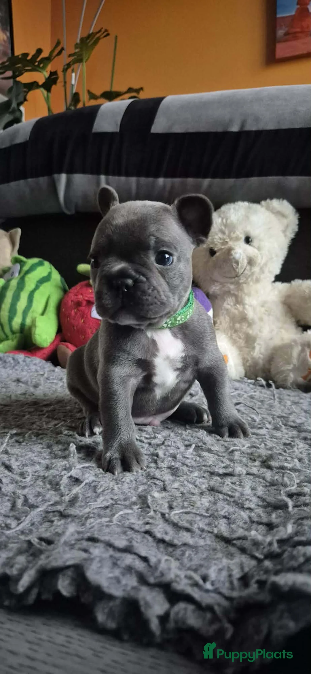 Franse Bulldog honden te koop:  Prachtige Blauwe Bulldog puppy’s thuisnestje - Advertentie 13
