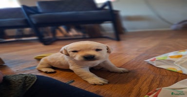 Labrador Retriever honden labrador retriever pups stamboom!! Zwart en blond - Advertentie 1