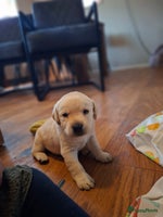 Labrador Retriever honden labrador retriever pups stamboom!! Zwart en blond - Advertentie 1