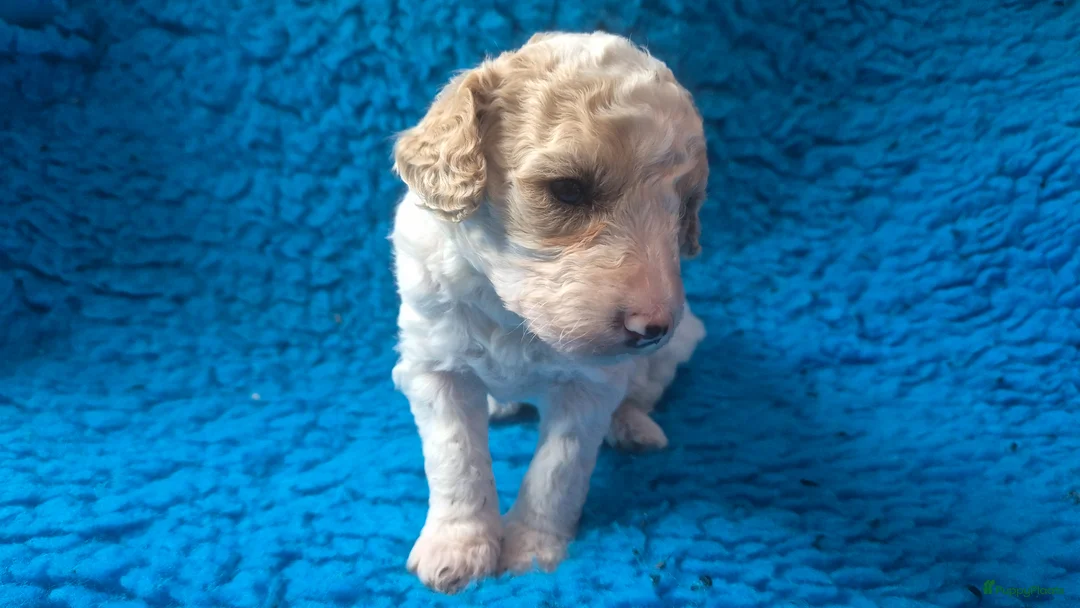 Cockapoo honden te koop: Hele mooie cockapoo pupjes - Advertentie 2