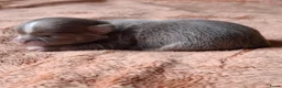 Chihuahua honden te koop: Lilac chihuahua pups - Advertentie 5