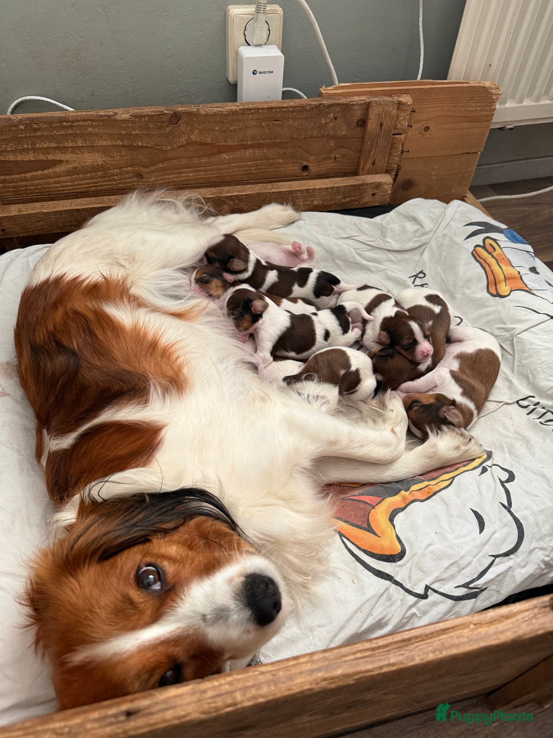 Kooikerhondje honden te koop: Kooiker pups  - Afbeelding 6