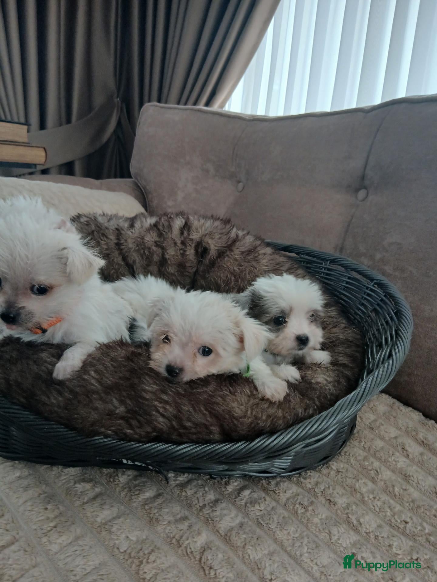 Boomer honden Laatste 2 prachtige boomer reutjesuit 1 malig nest - Advertentie 1