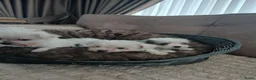 Boomer honden te koop: Laatste 2 prachtige boomer reutjesuit 1 malig nest - Advertentie 16