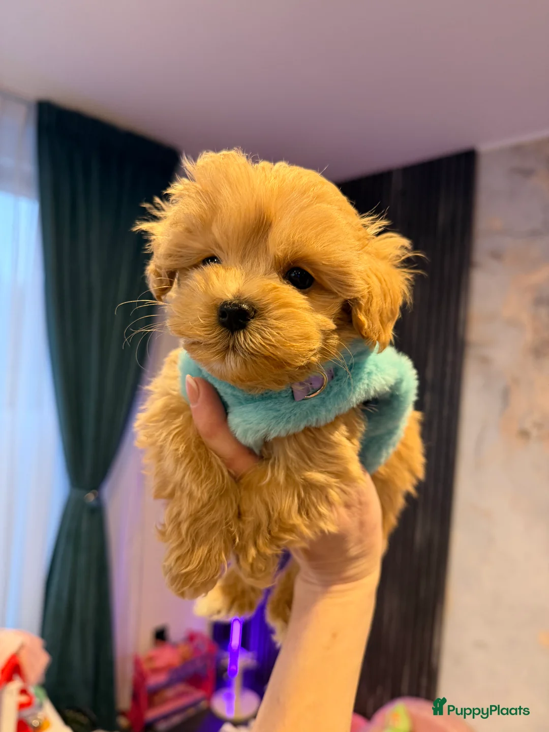 Maltipoo honden te koop: Schattige maltipoo pups thuisnestje - Advertentie 9