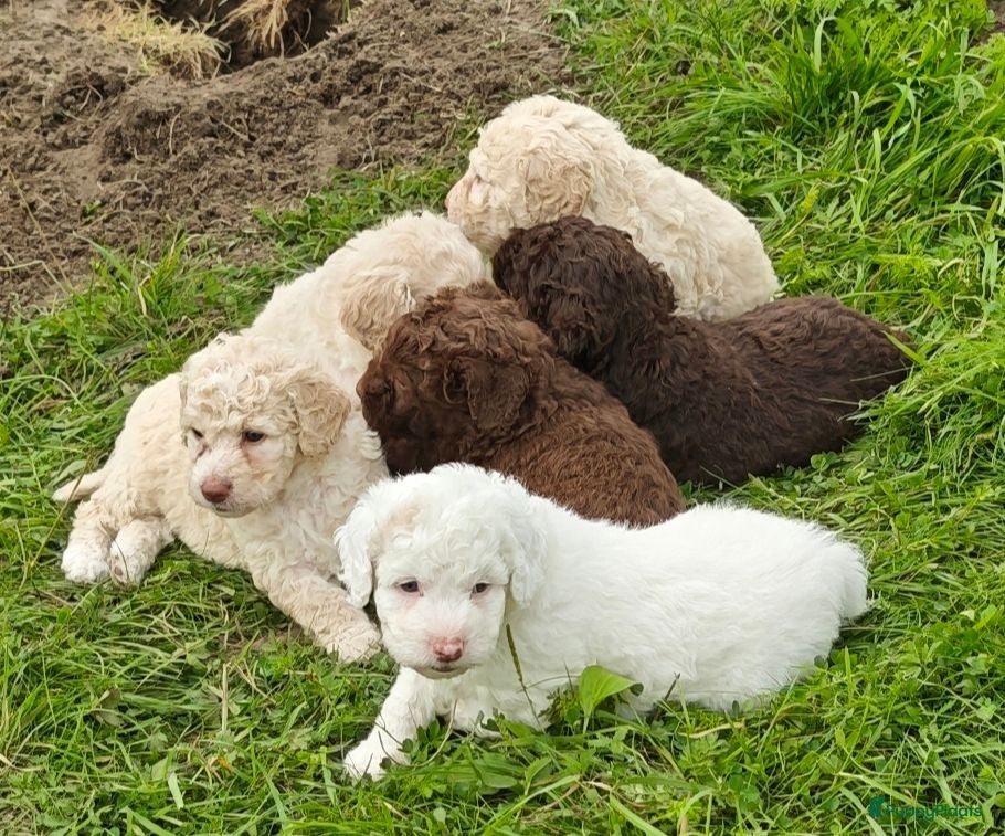 Spaanse Waterhond honden Echte schip-pups vanaf het Lauwersmeer! 🐾⛵ - Advertentie 8