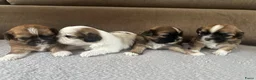 Shih Tzu honden te koop: Shih tzu pups  - Advertentie 2