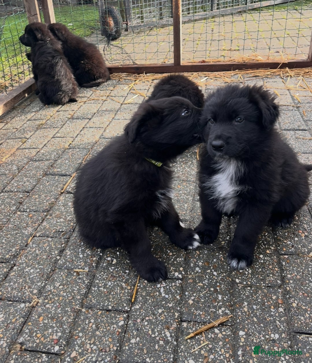 Kruising honden te koop: Lieve duitse herder x border collie pups - Advertentie 23