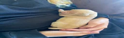 Golden Retriever honden te koop: Lieve donkere golden retriever pups in Zwartsluis - Advertentie 3