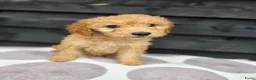 Labradoodle honden te koop: Labradoodle Onwijs mooie Teefjes Beschikbaar  - Advertentie 7