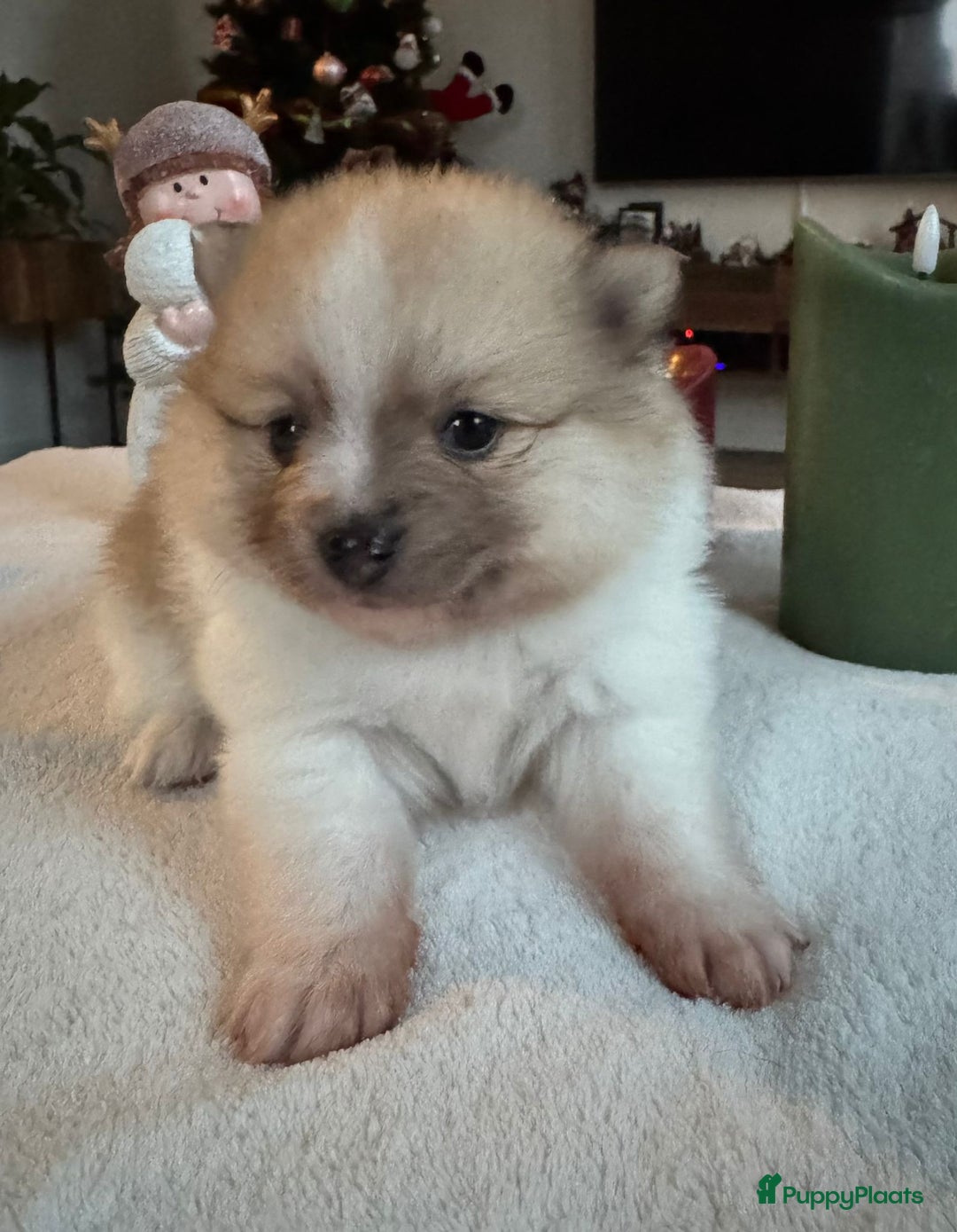 Pomeriaan honden te koop: Prachtige Pomeriaan pups  - Advertentie 5