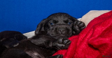 Labrador Retriever honden - Advertentie 8