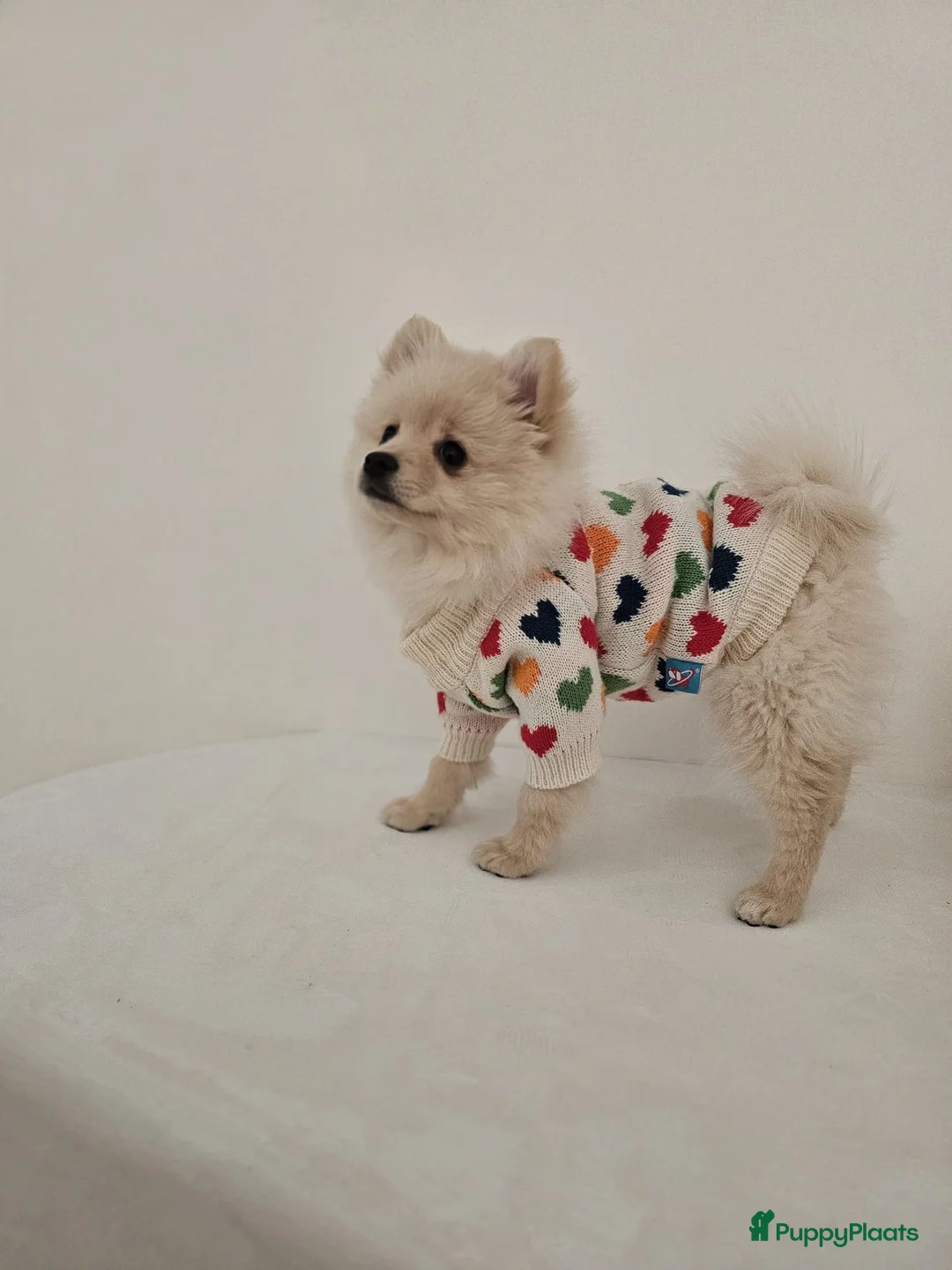 Pomeriaan honden te koop: Pomeriaan pup teefje Creme Sable  - Advertentie 2