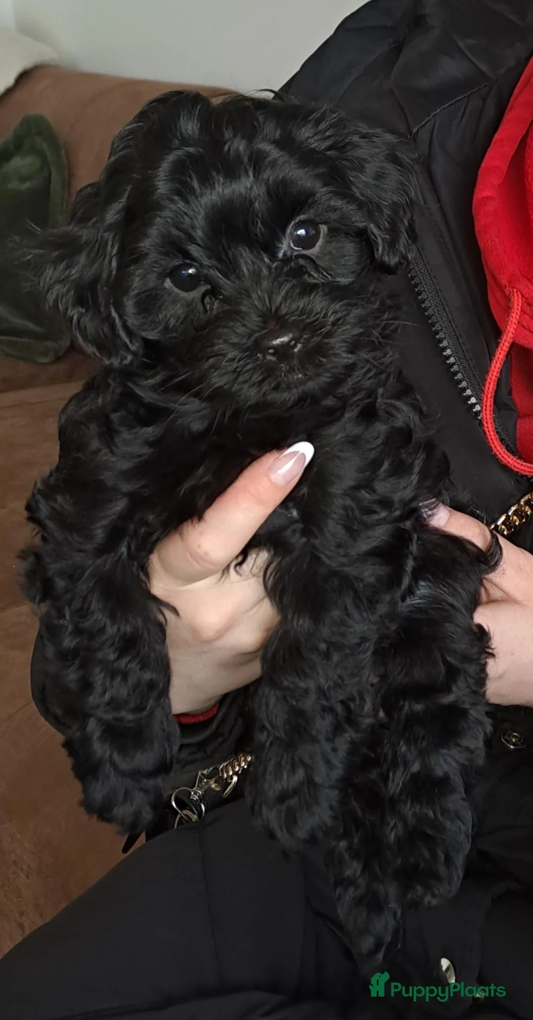 Kruising honden te koop: Te koop, 2 zwarte reutjes, toypoedel x  yorkie - Advertentie 3