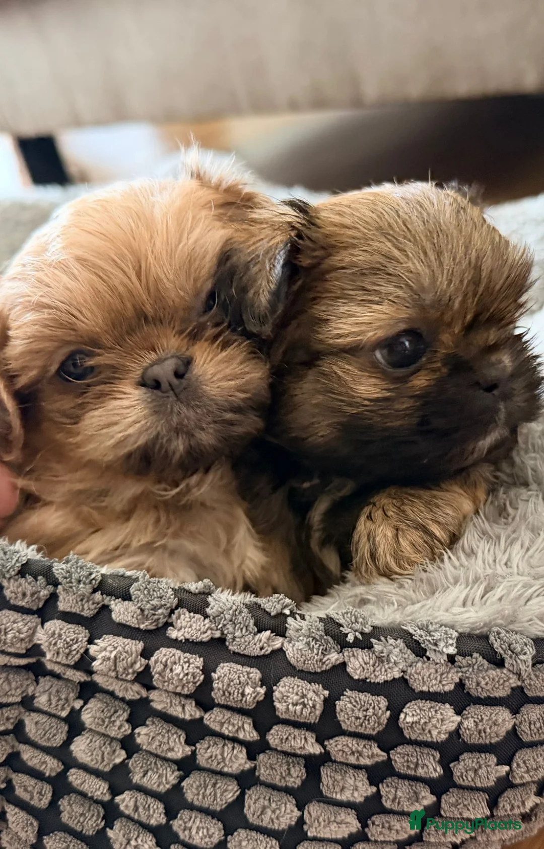 Shih Tzu honden te koop: Prachtige Shih Tzu pups - Advertentie 7