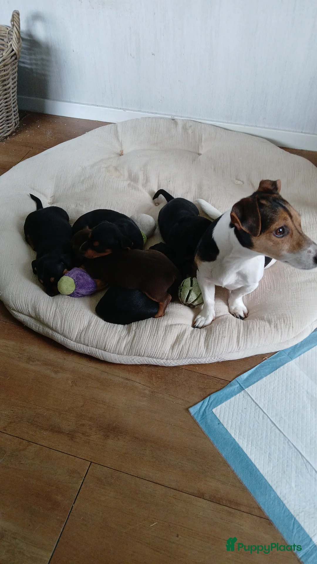 Jack Russel Terriër honden te koop: Te koop hele mooie en lieve Jack Russel puppy's  - Advertentie 2