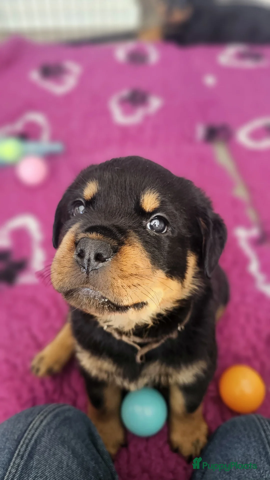 Rottweiler honden te koop: Litter F  - Advertentie 10