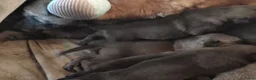 Mechelse Herder honden te koop: Super mooie mechelse herder pups  - Advertentie 6