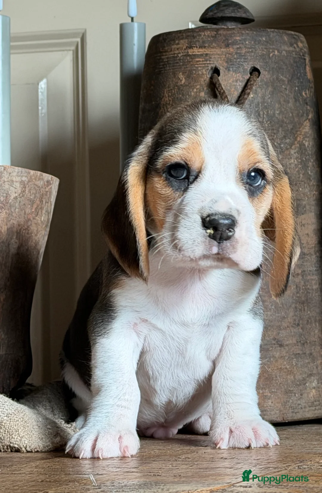 Beagle honden te koop: Beagle pups met FCI uitgebreid getest!! - Advertentie 12