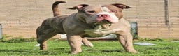 Amerikaanse Bully honden te koop: American Bully Xl pups - Advertentie 20