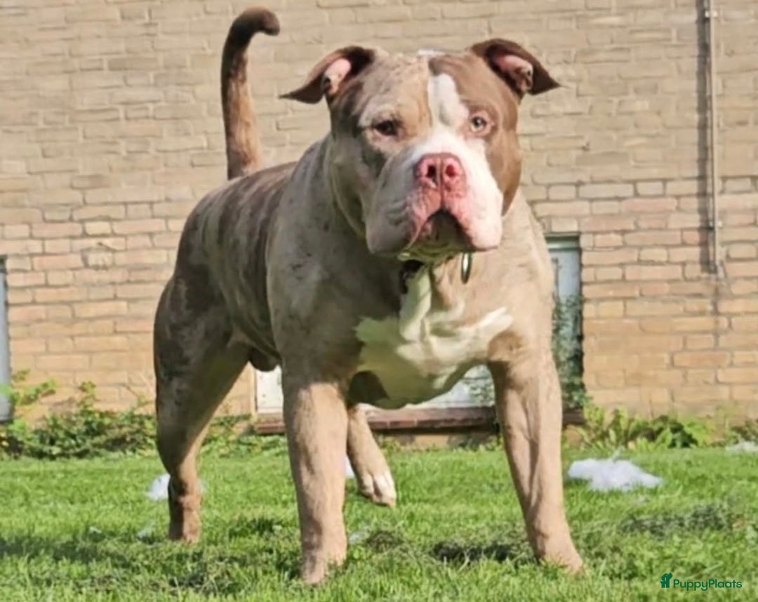 Amerikaanse Bully honden te koop: American Bully Xl pups - Advertentie 20