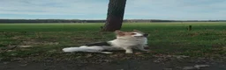 Kruising honden te koop: Corgi kruising x australian shepherd x pups - Advertentie 12