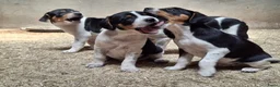 Fox Terriër Gladhaar honden te koop: boerenfox pups - Advertentie 4