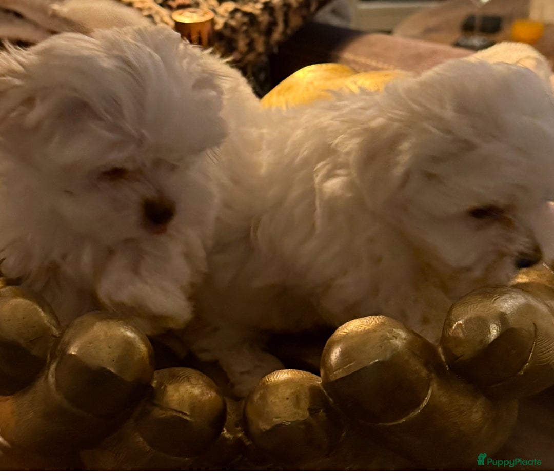 Maltezer honden te koop: Toy Maltezer pups - Advertentie 13