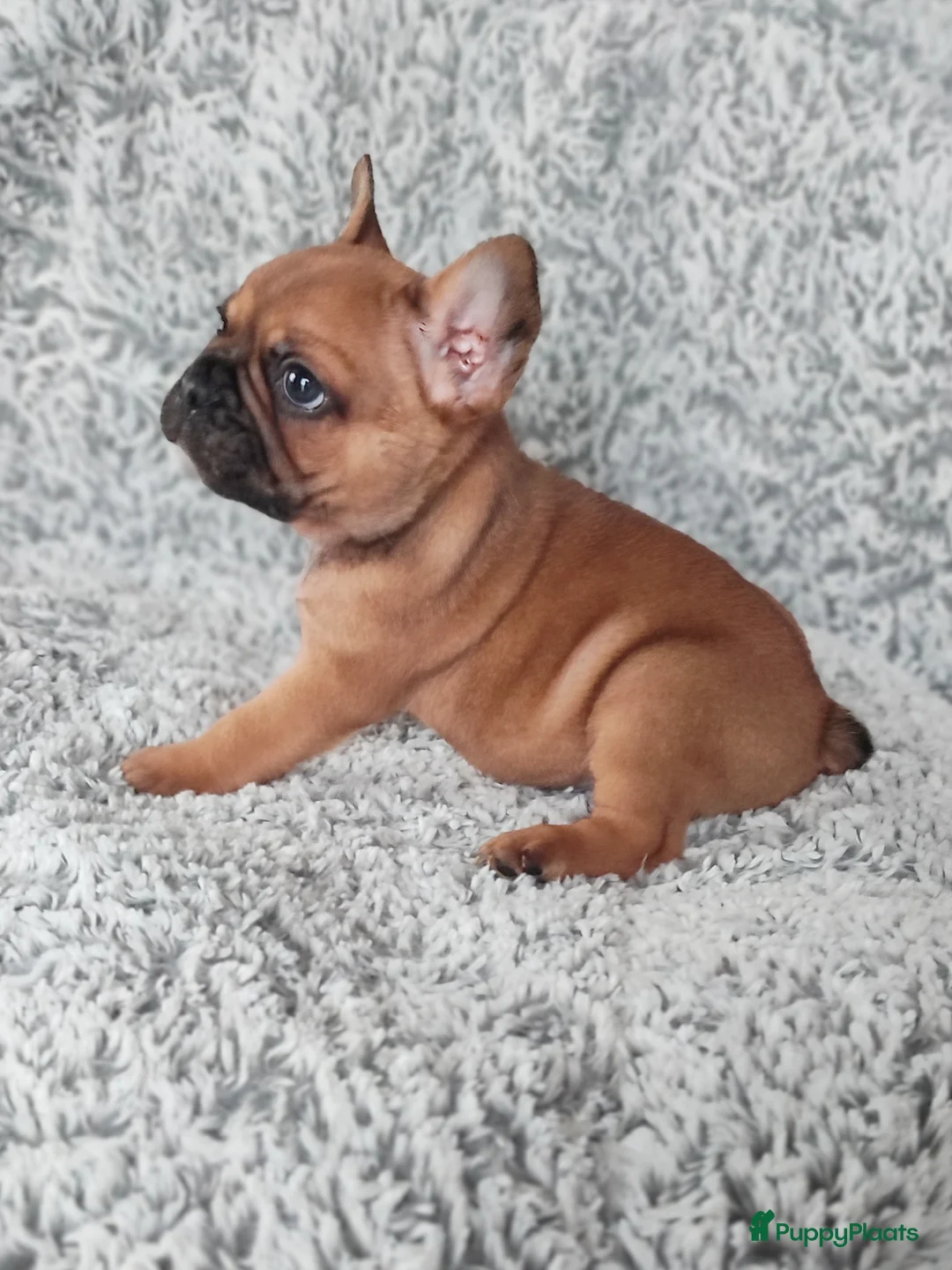 Franse Bulldog honden te koop: Laatste Franse bulldog reutje - Advertentie 2