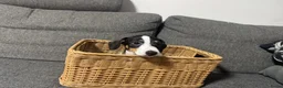 Jack Russel Terriër honden te koop: Jackrussel puppy’s  - Advertentie 4