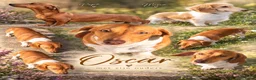Dwergteckel honden te koop: Dwergteckel pups - Advertentie 27