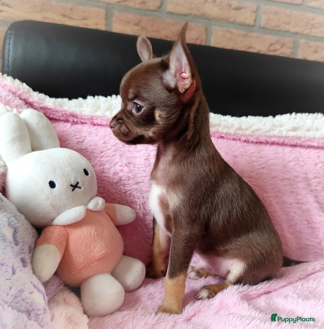 Chihuahua honden te koop: NOG TWEE schattige chihuahua puppys!! - Advertentie 10
