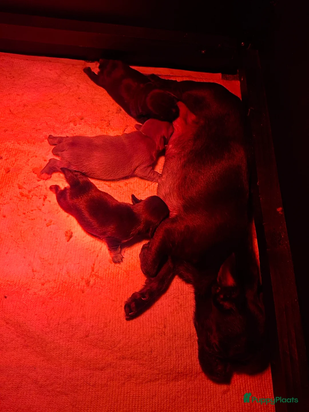 Chihuahua honden te koop: Mooie chihuahuapups - Advertentie 1