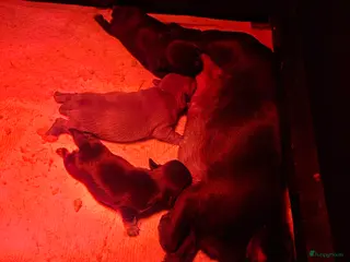 Chihuahua honden Mooie chihuahuapups - Advertentie 17