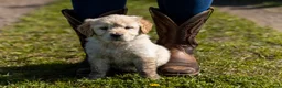 Golden Retriever honden te koop: Mooie lieve boerderij puppy’s  - Advertentie 11