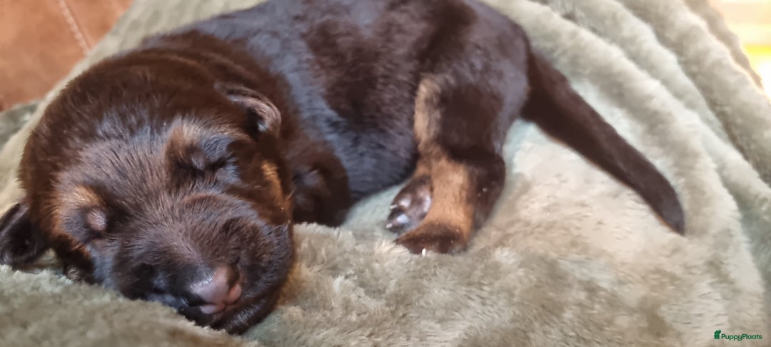 Duitse Herder honden te koop: Prachtige reu te koop - Advertentie 7