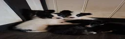 Kruising honden te koop: Prachtige dutch Laika's  - Advertentie 2