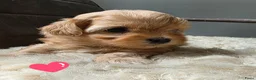 Havanezer honden te koop: Raszuivere Havanezer, met FCI stamboom - Advertentie 7