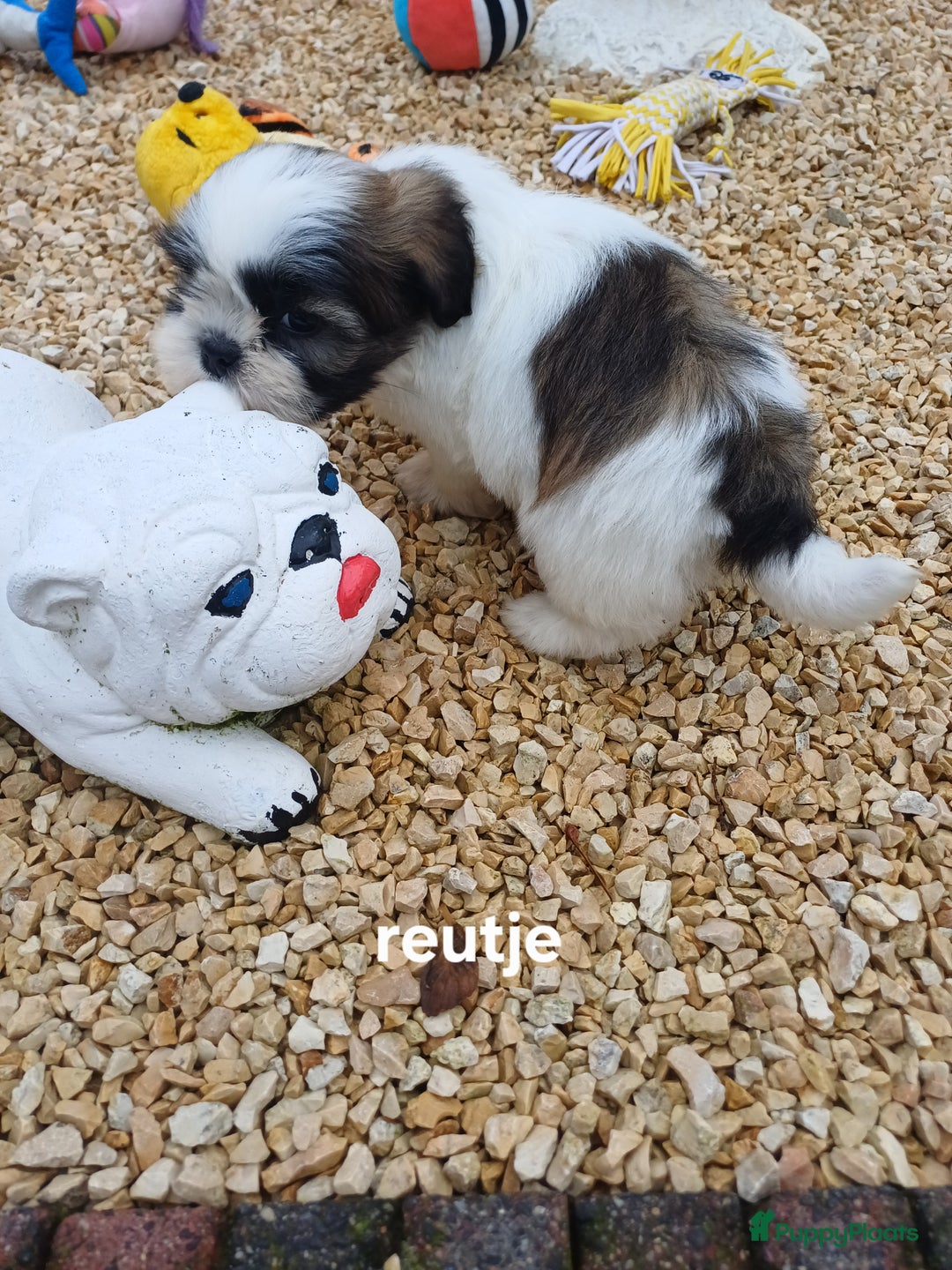 Shih Tzu honden te koop: leuke lieve ras zuiver shih tzu pups - Advertentie 33