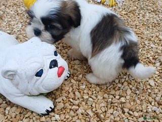 Shih Tzu honden te koop: ras zuiver shih tzu mogen het nestje verlaten - Advertentie 1