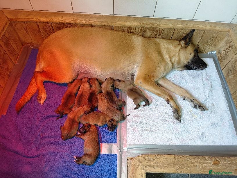 Mechelse Herder honden mechelse herder pups uit werklijn - Advertentie 2
