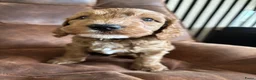 Labradoodle honden te koop: Labradoodle pups reutjes (mini) - Advertentie 2