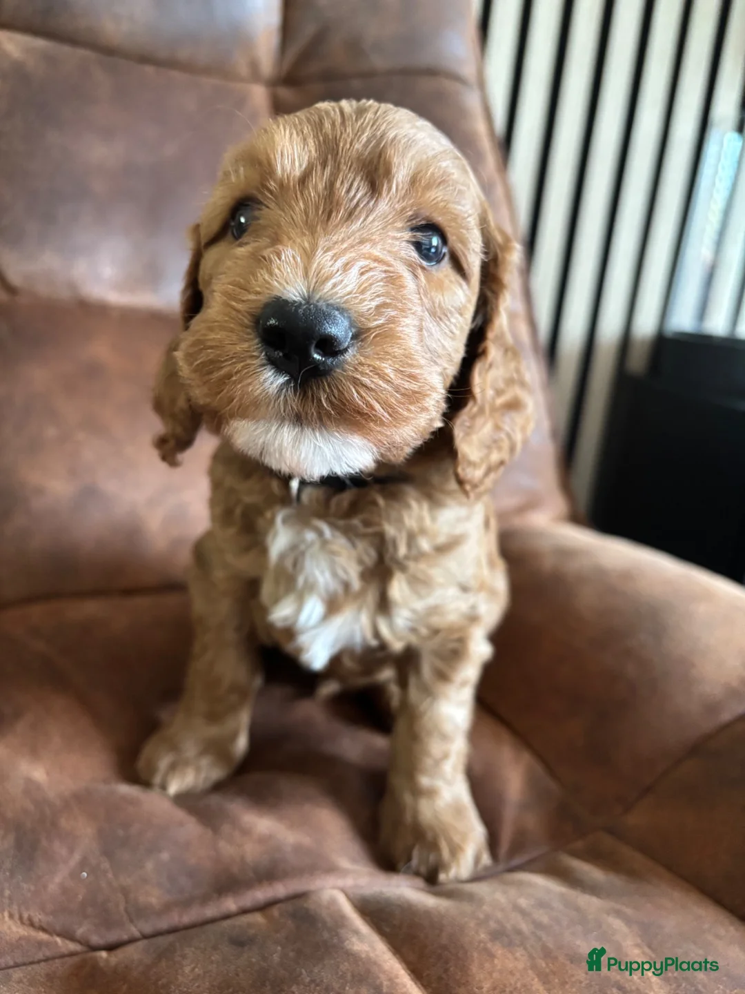 Labradoodle honden te koop: Labradoodle pups reutjes (mini) - Advertentie 2