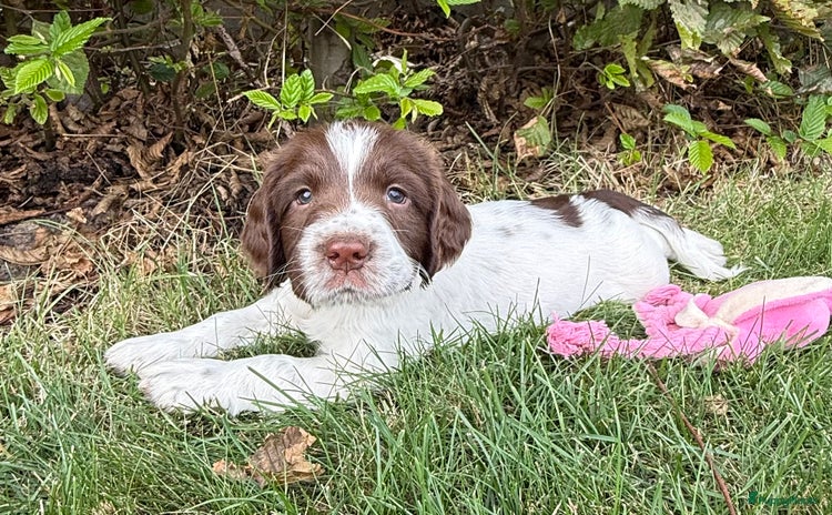 Engelse Springer Spaniel honden - Advertentie 1