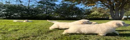 Golden Retriever honden te koop: Prachtig nestje Golden Retrievers aangeboden - Advertentie 9