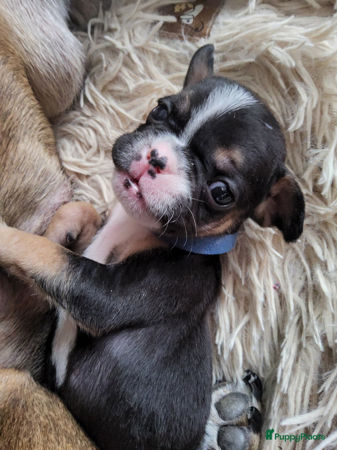 Franse Bulldog honden te koop: Fr bulldog puppy's uit geteste ouders - Advertentie 8